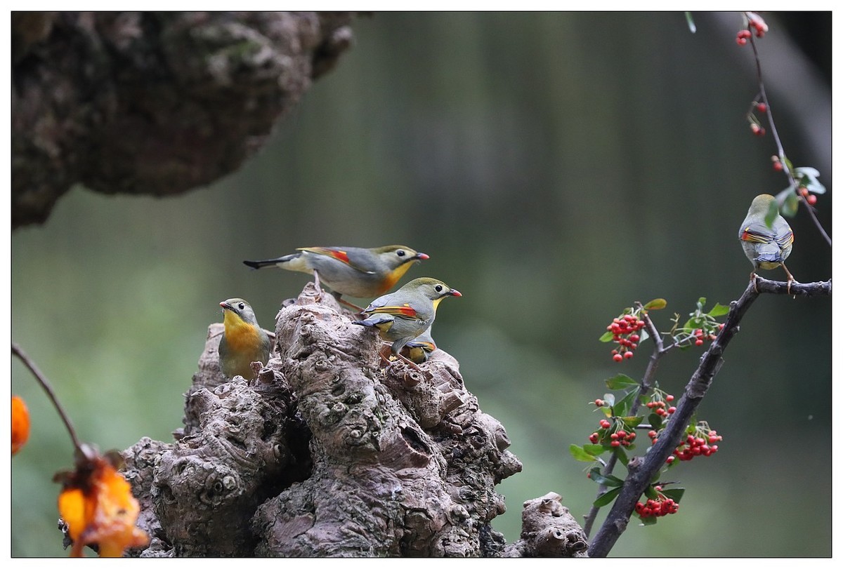 回归的相思鸟（三十三）祝影友们：元旦快乐