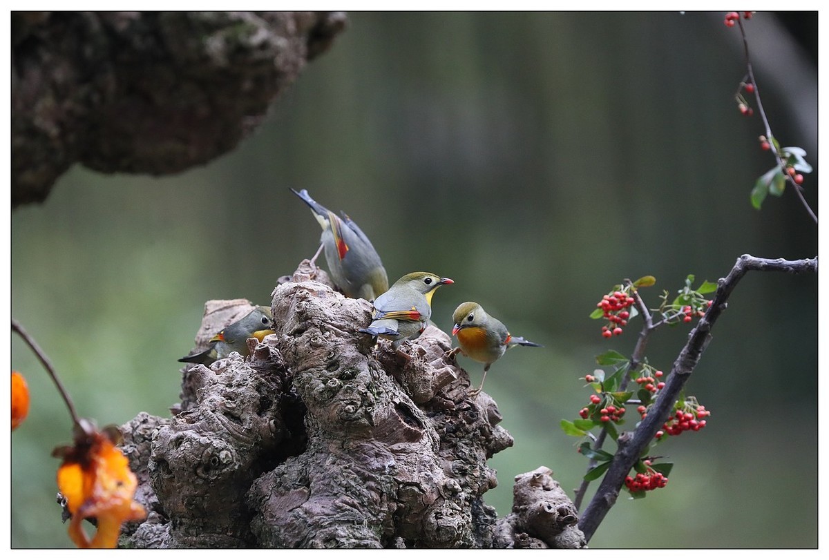 回归的相思鸟（三十三）祝影友们：元旦快乐
