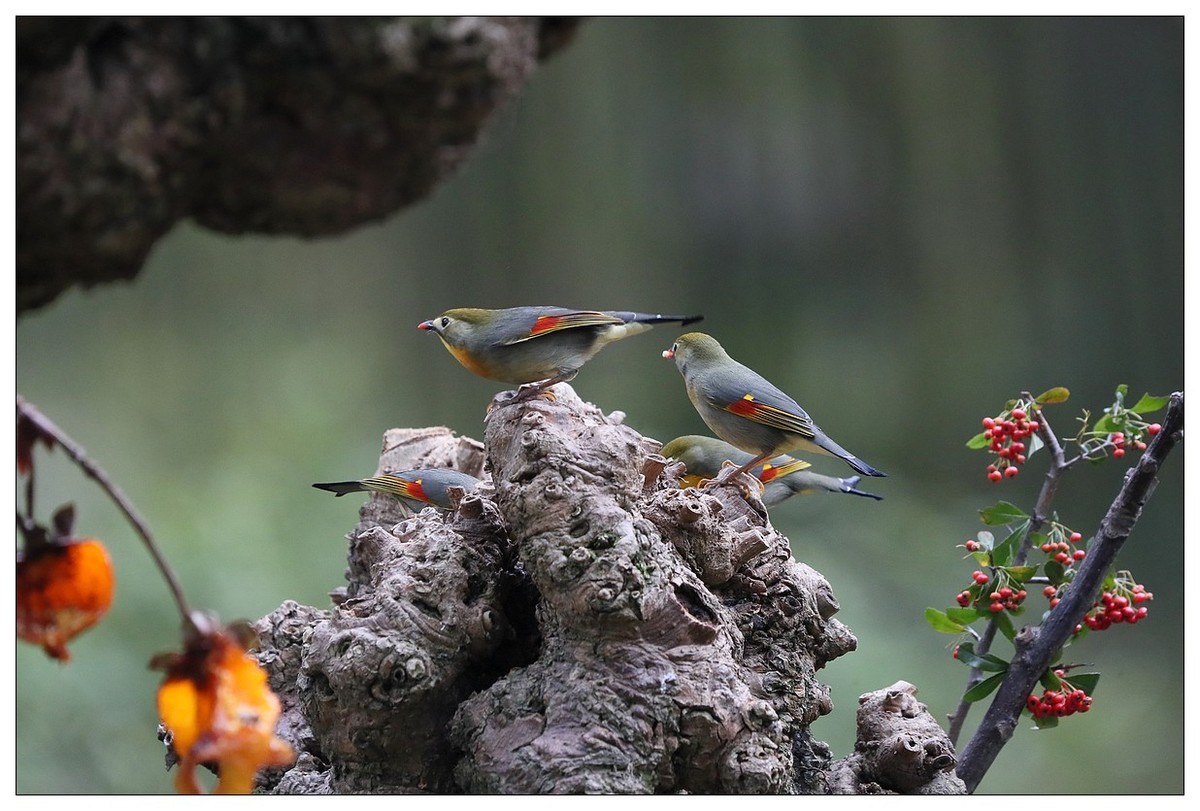 回归的相思鸟（三十三）祝影友们：元旦快乐