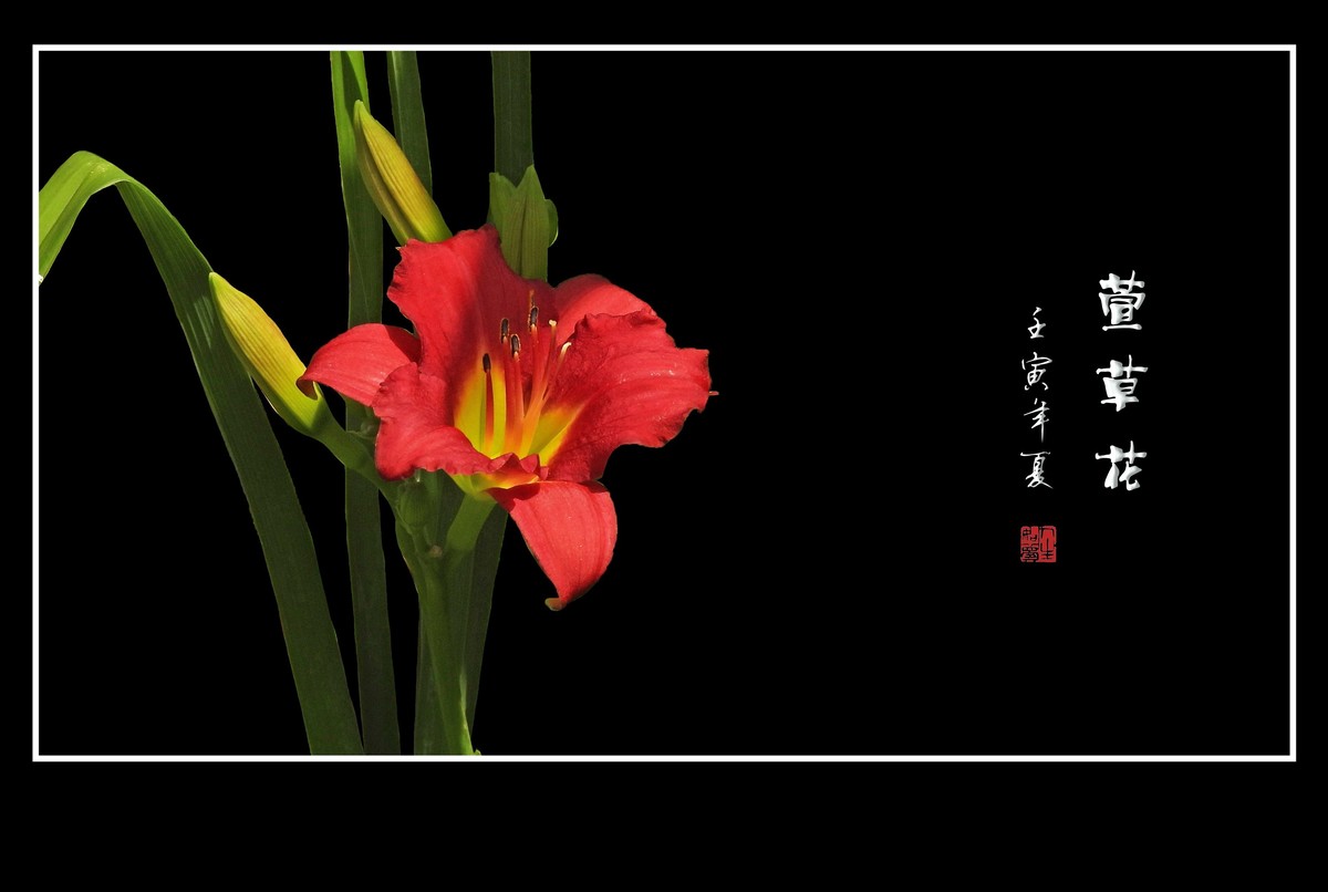 色彩鲜艳的萱草花