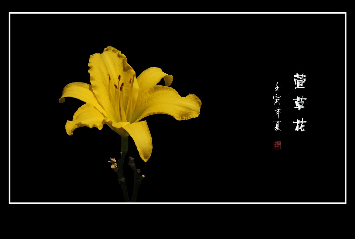 色彩鲜艳的萱草花