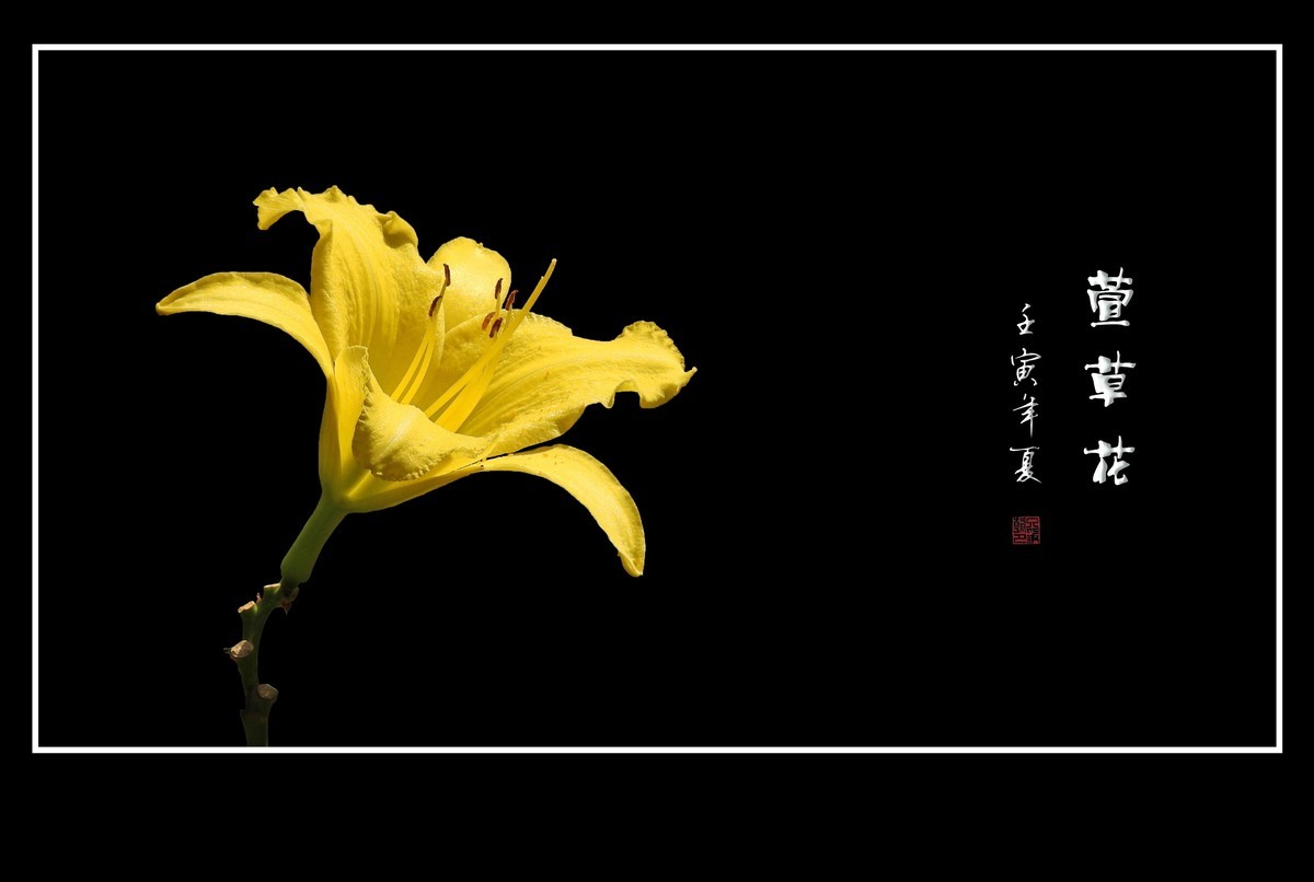 色彩鲜艳的萱草花