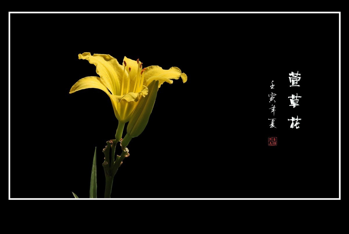 色彩鲜艳的萱草花