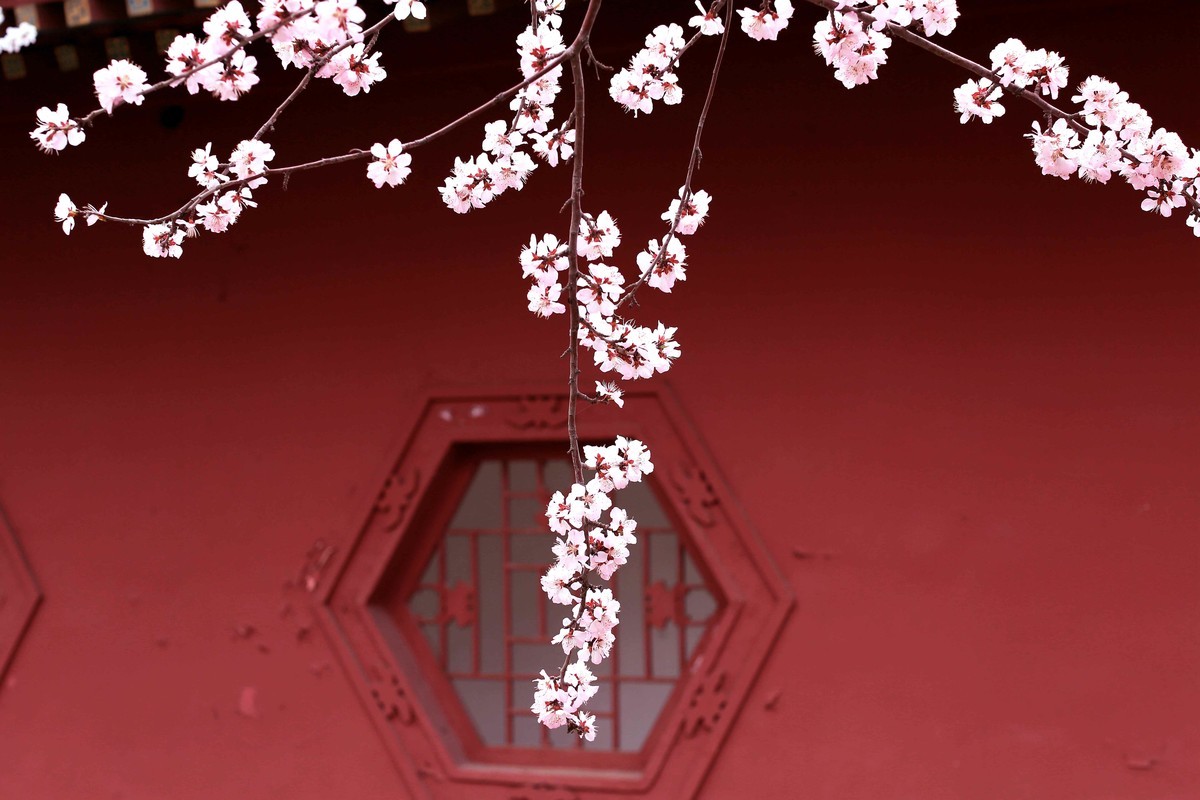 2023红墙灰瓦映桃红