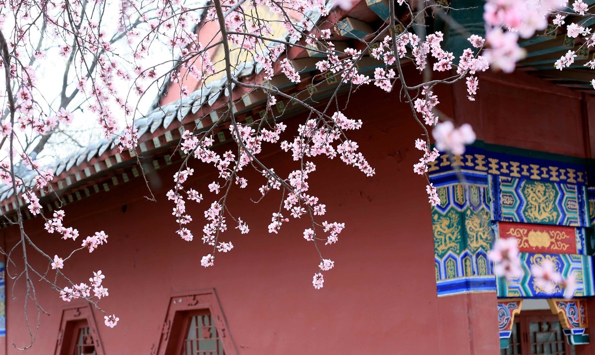 2023红墙灰瓦映桃红