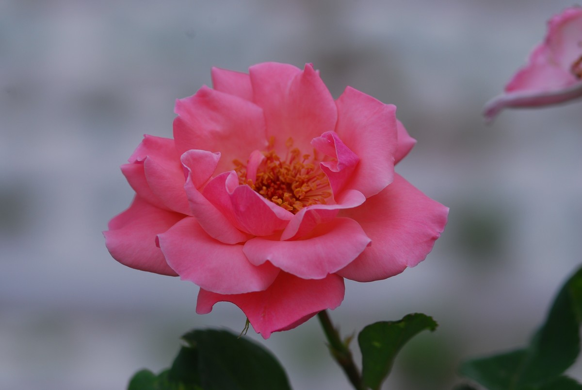 月季花开