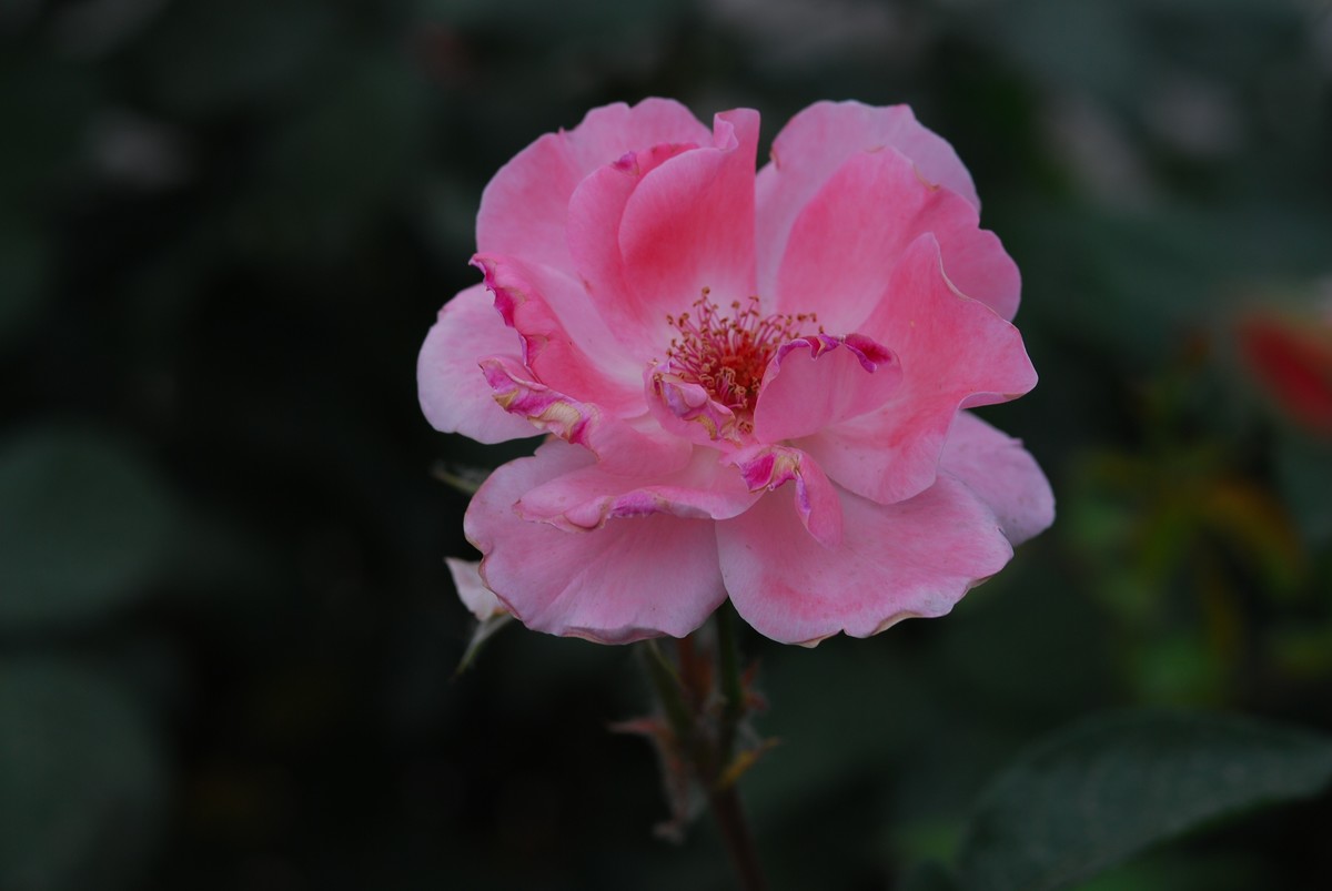 花亦有信月月开【3】