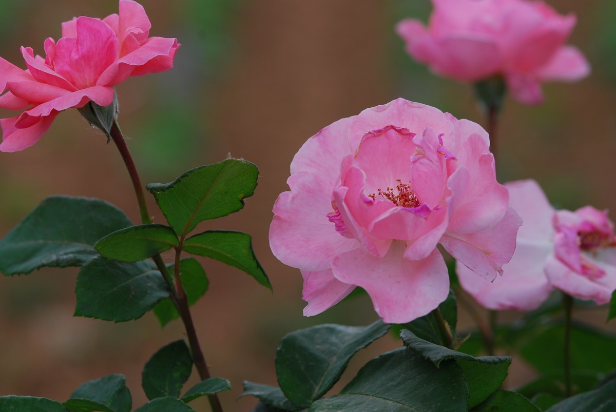 花亦有信月月开【3】