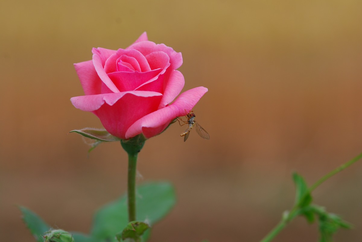 花亦有信月月开【3】