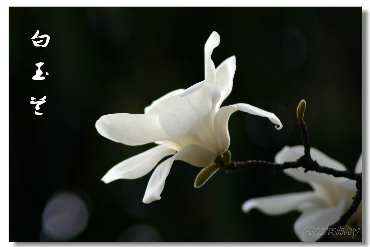 洁白无瑕玉兰花（2023144）