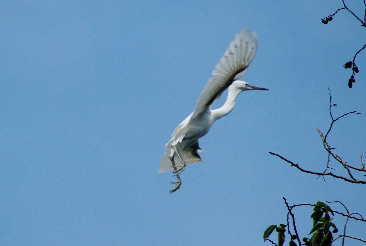 〖 展 翅 飞 翔 〗
