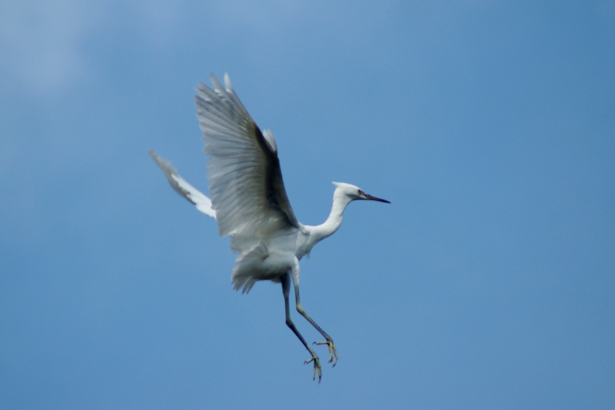 〖 展 翅 飞 翔 〗