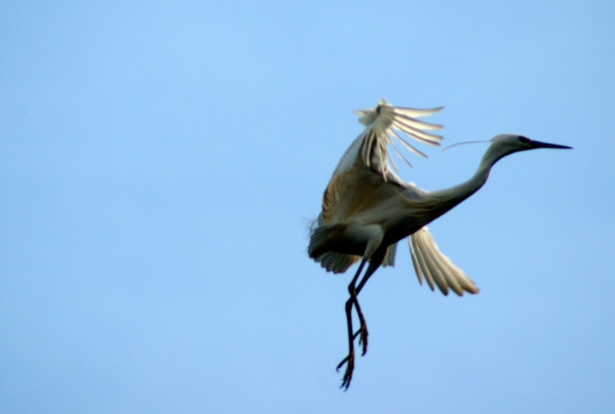 〖 展 翅 飞 翔 〗