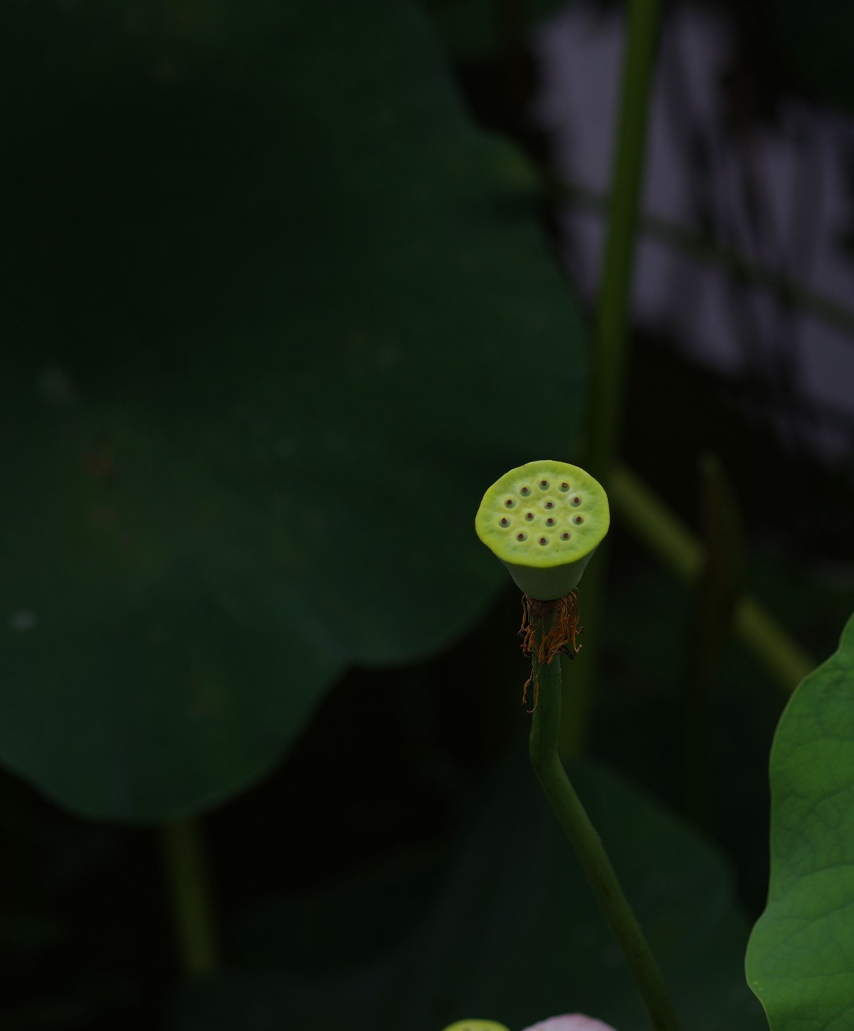 夏日紫薇花等
