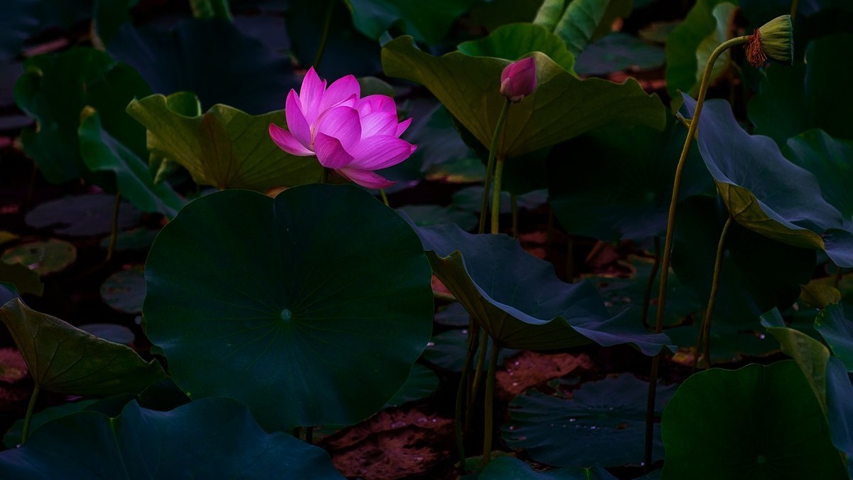 荷花集锦—(出污泥而不染)