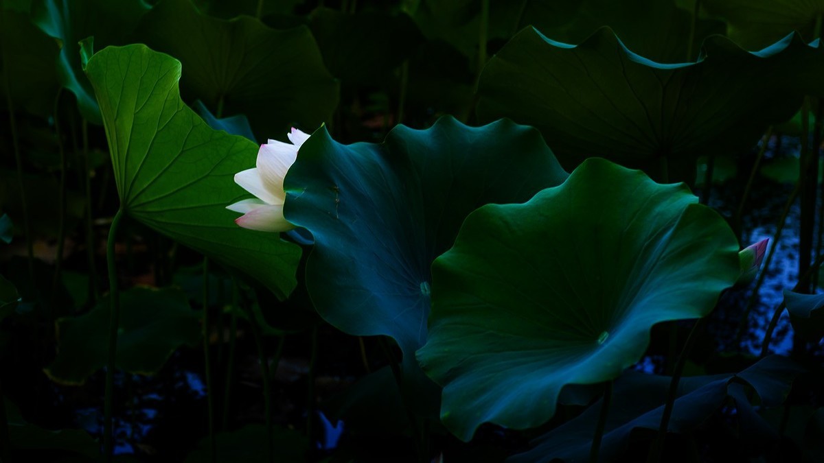 荷花集锦—(出污泥而不染)