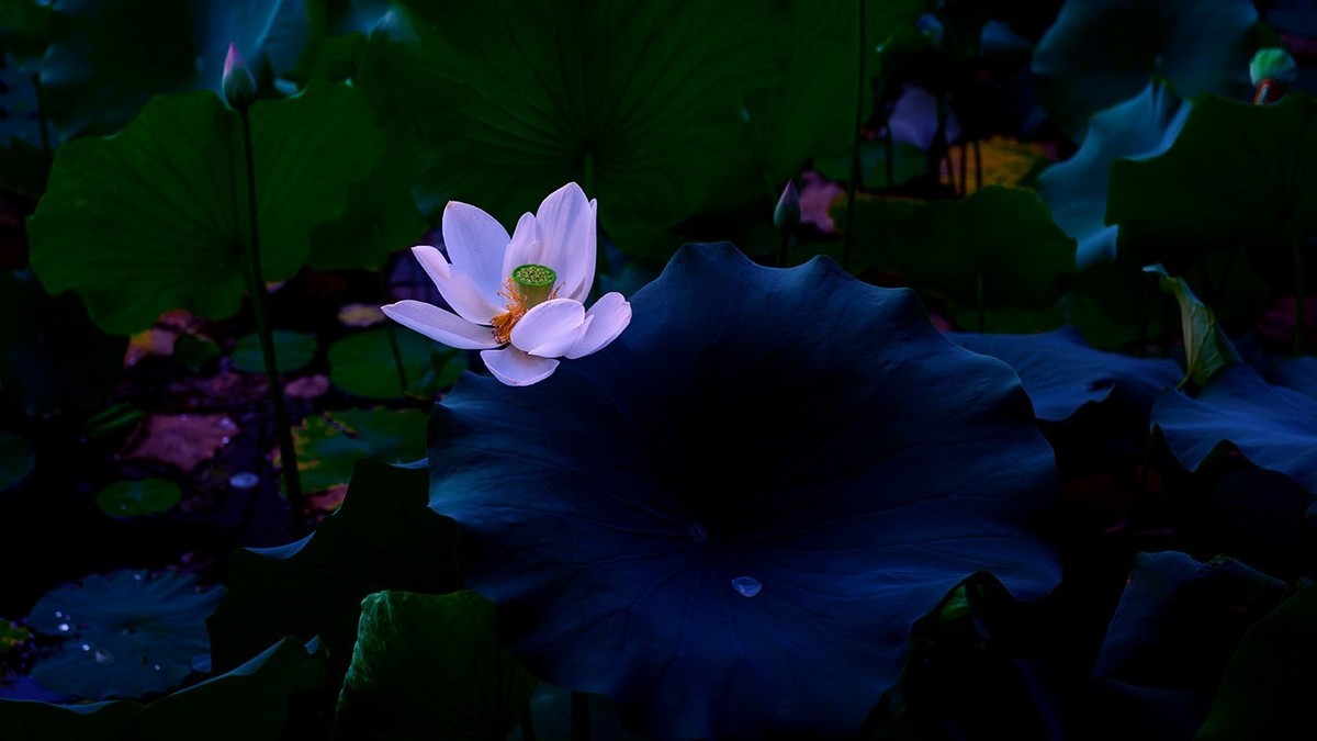 荷花集锦—(出污泥而不染)