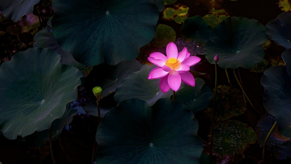 荷花集锦—(出污泥而不染)