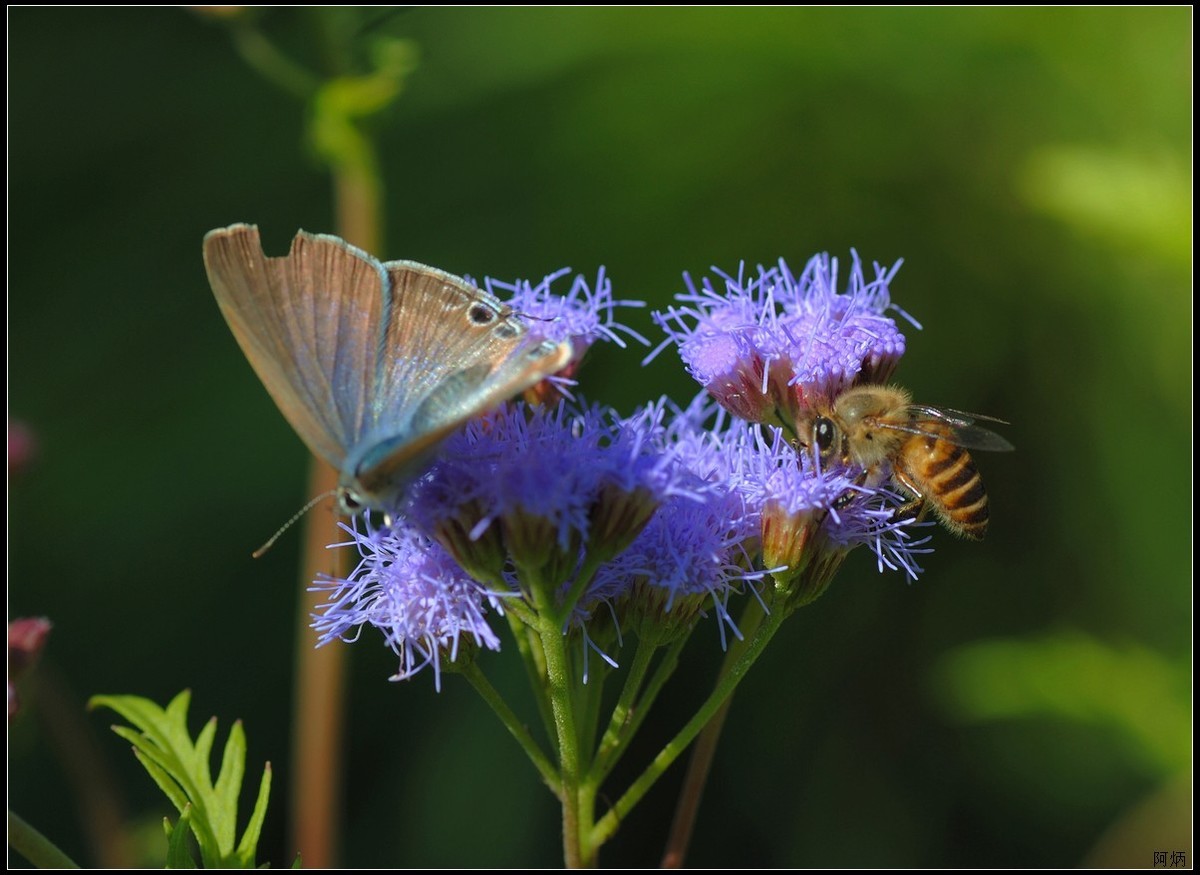 小花、小鱼、小蝇