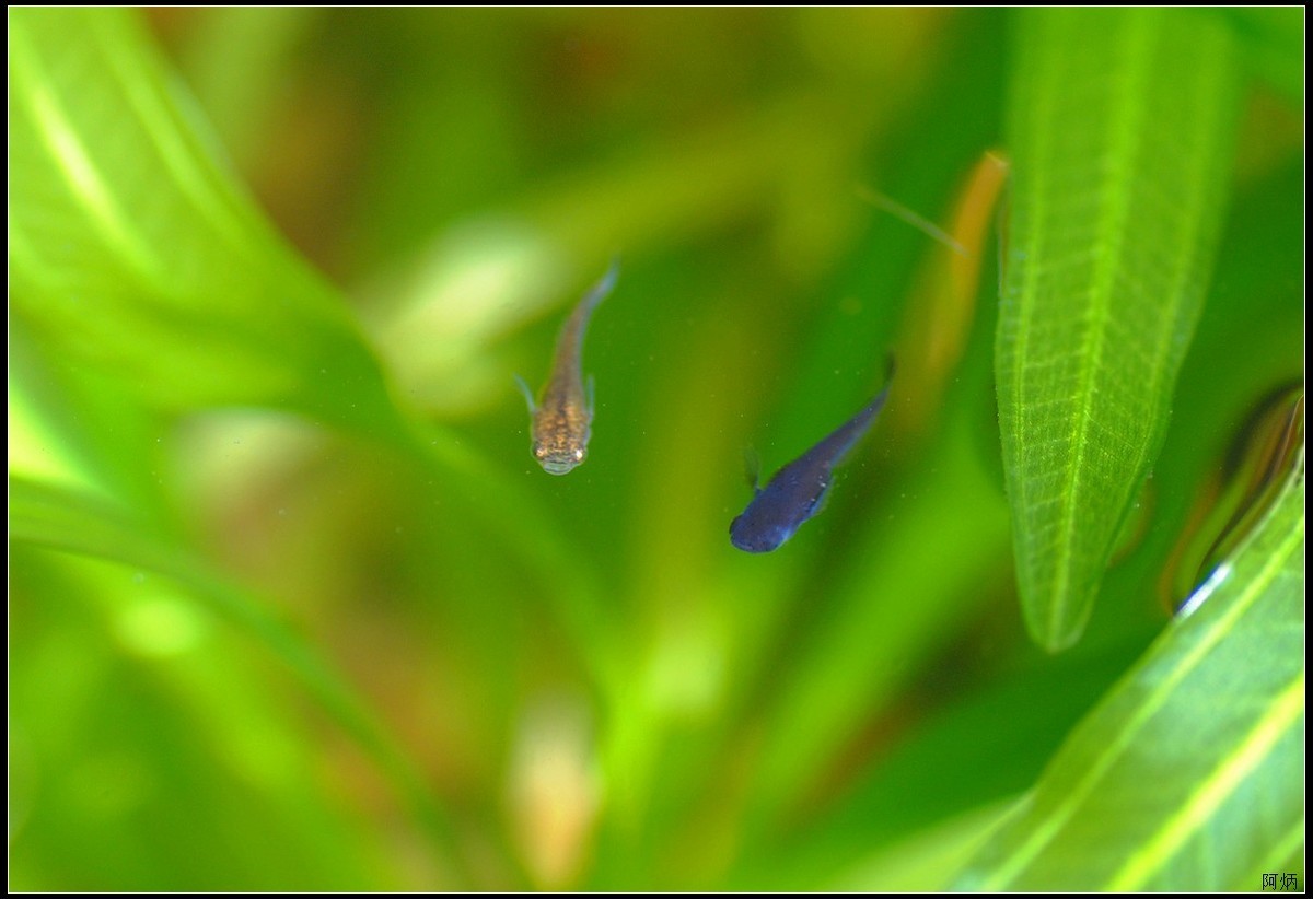 小花、小鱼、小蝇