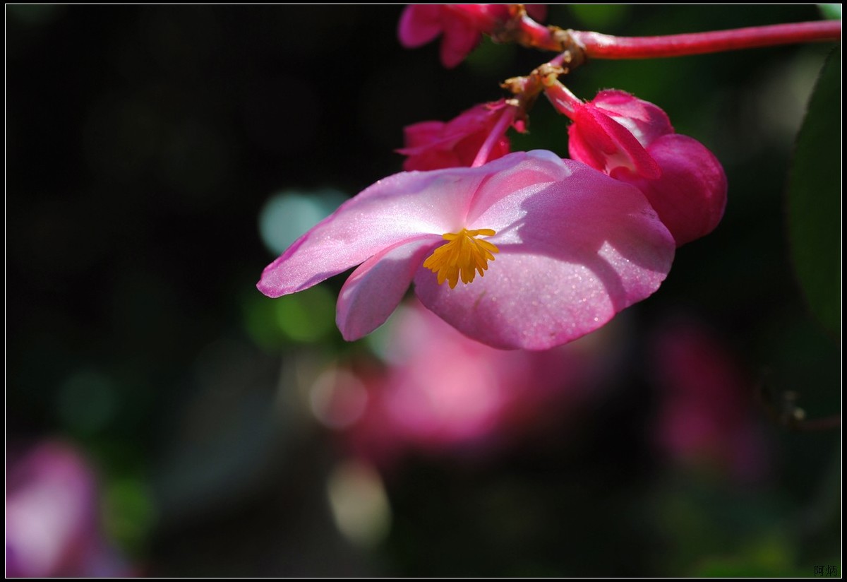 小花、小鱼、小蝇