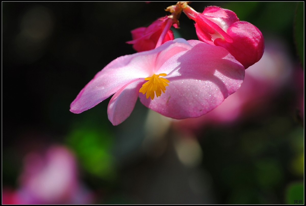 小花、小鱼、小蝇