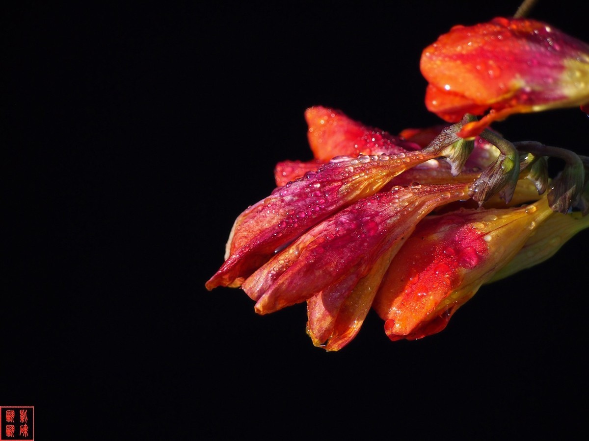 我为春天而开－－－香雪兰（1）