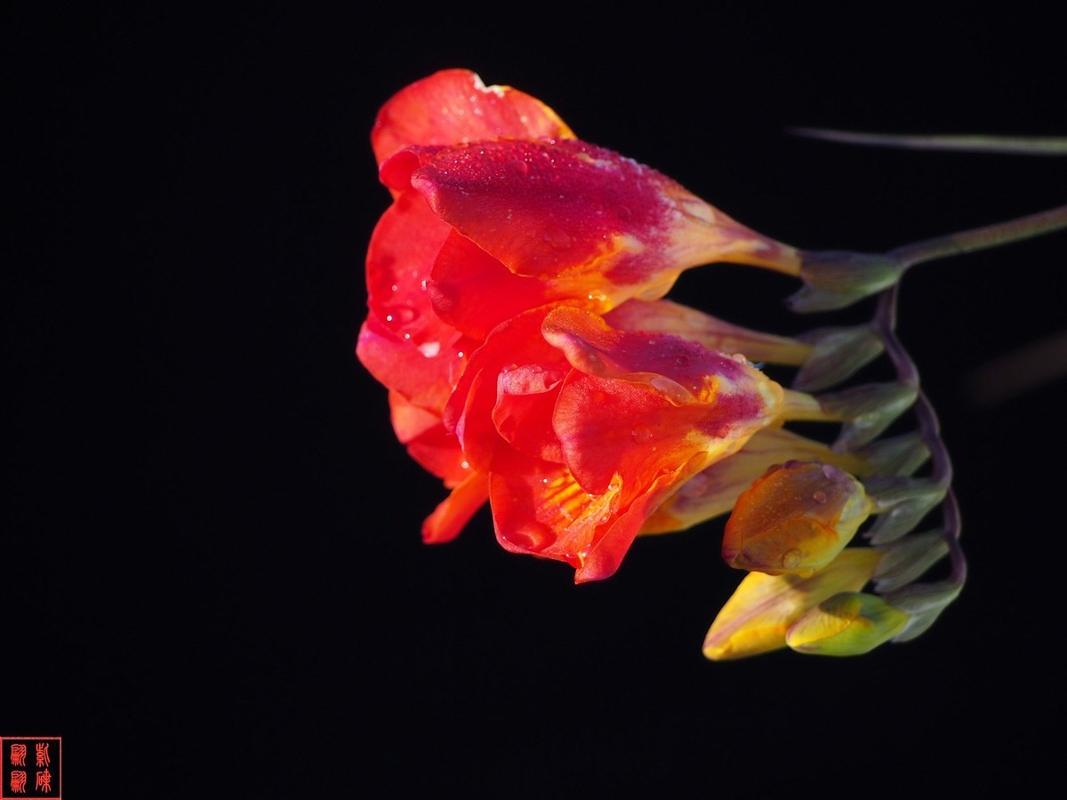 我为春天而开－－－香雪兰（1）