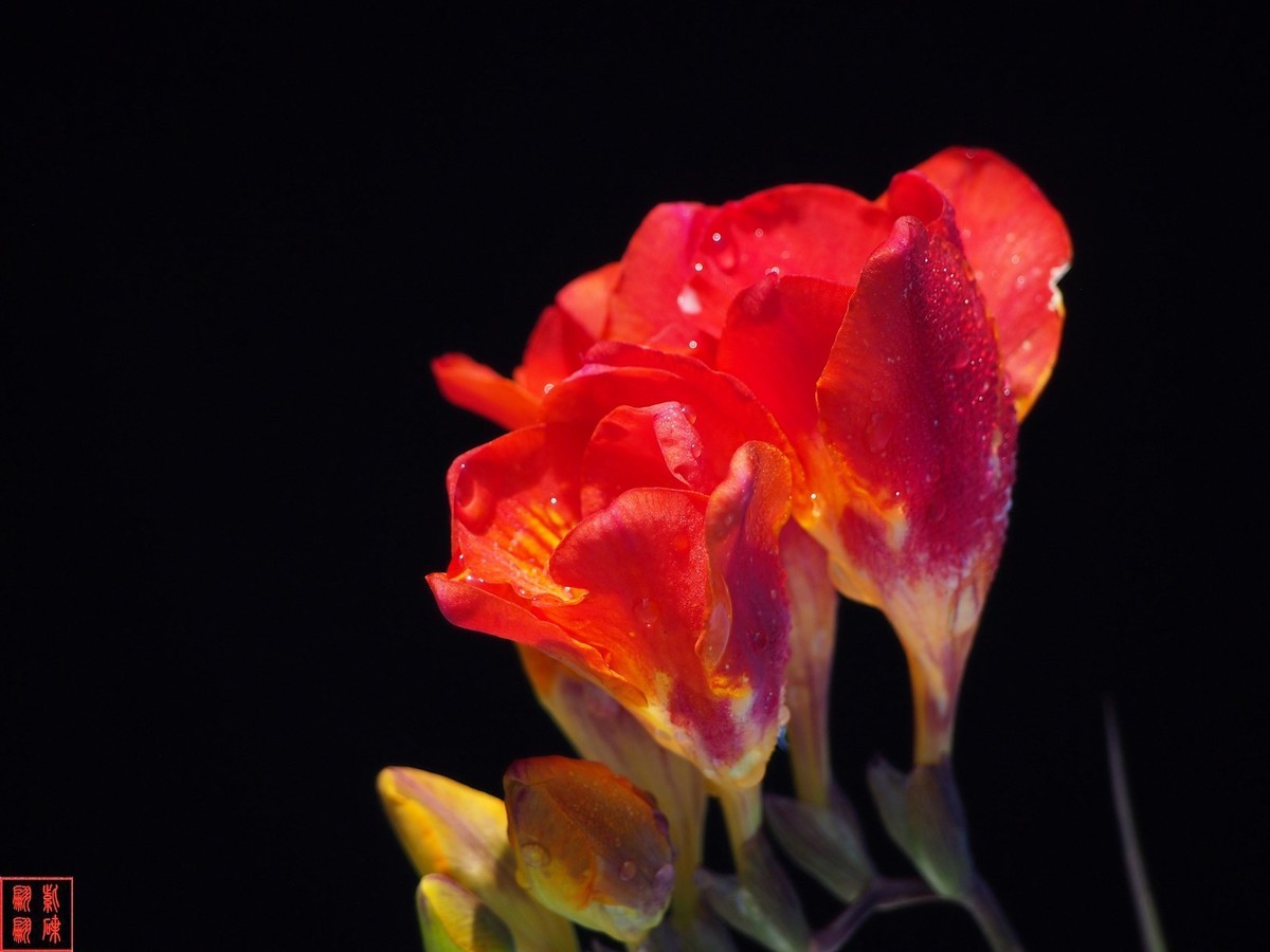 我为春天而开－－－香雪兰（1）