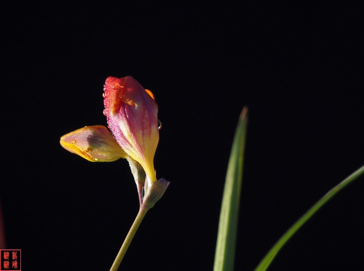 我为春天而开－－－香雪兰（1）