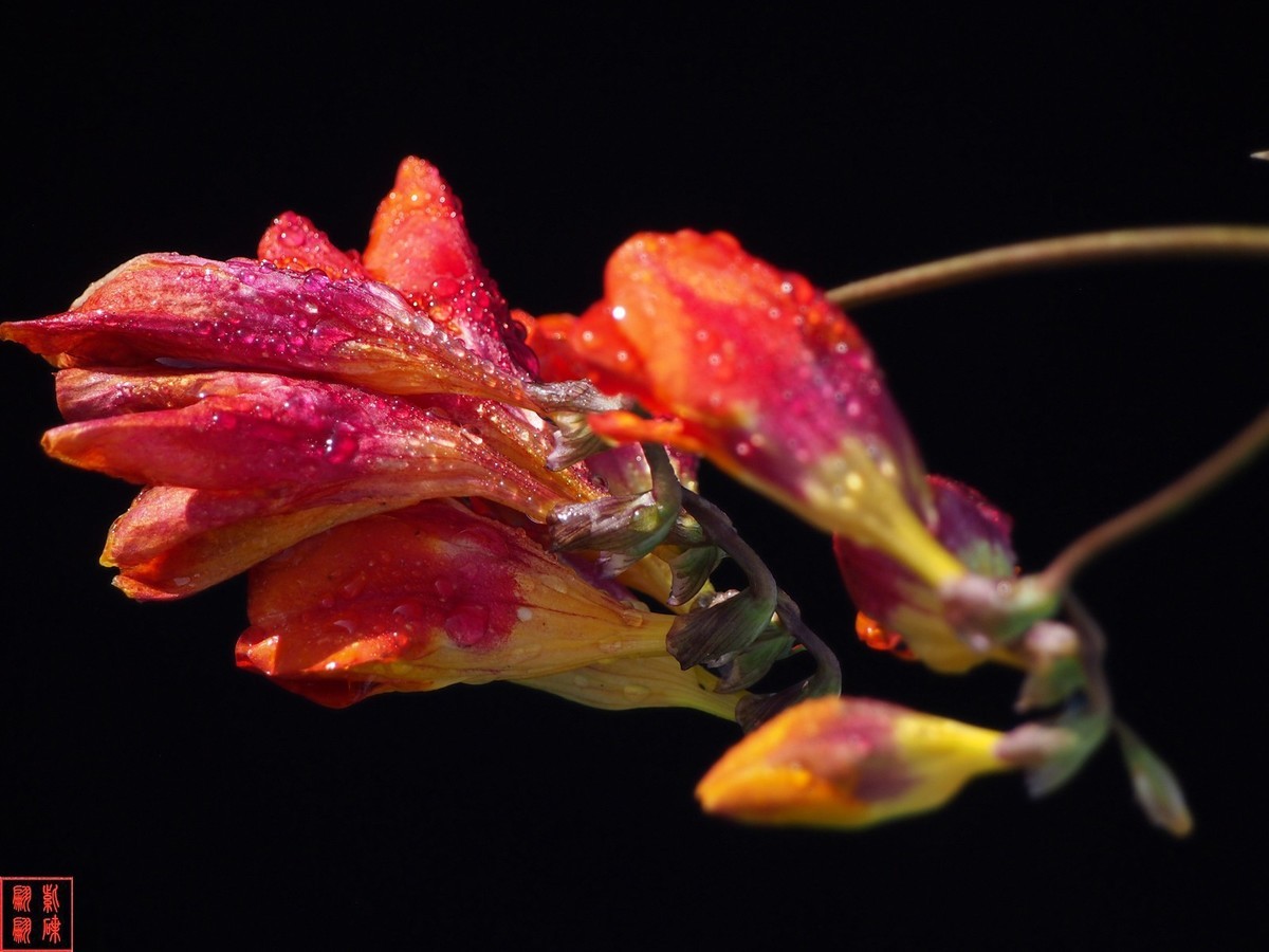 我为春天而开－－－香雪兰（1）