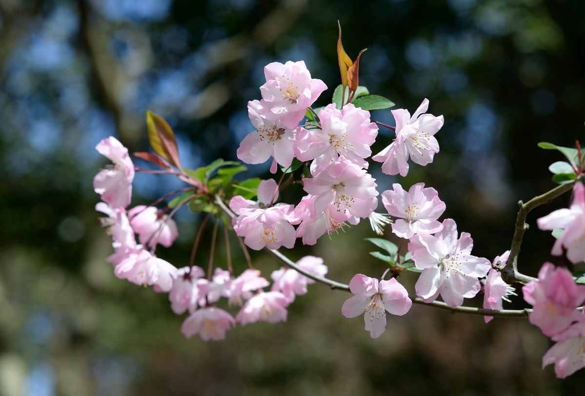 鼋头渚垂丝海棠