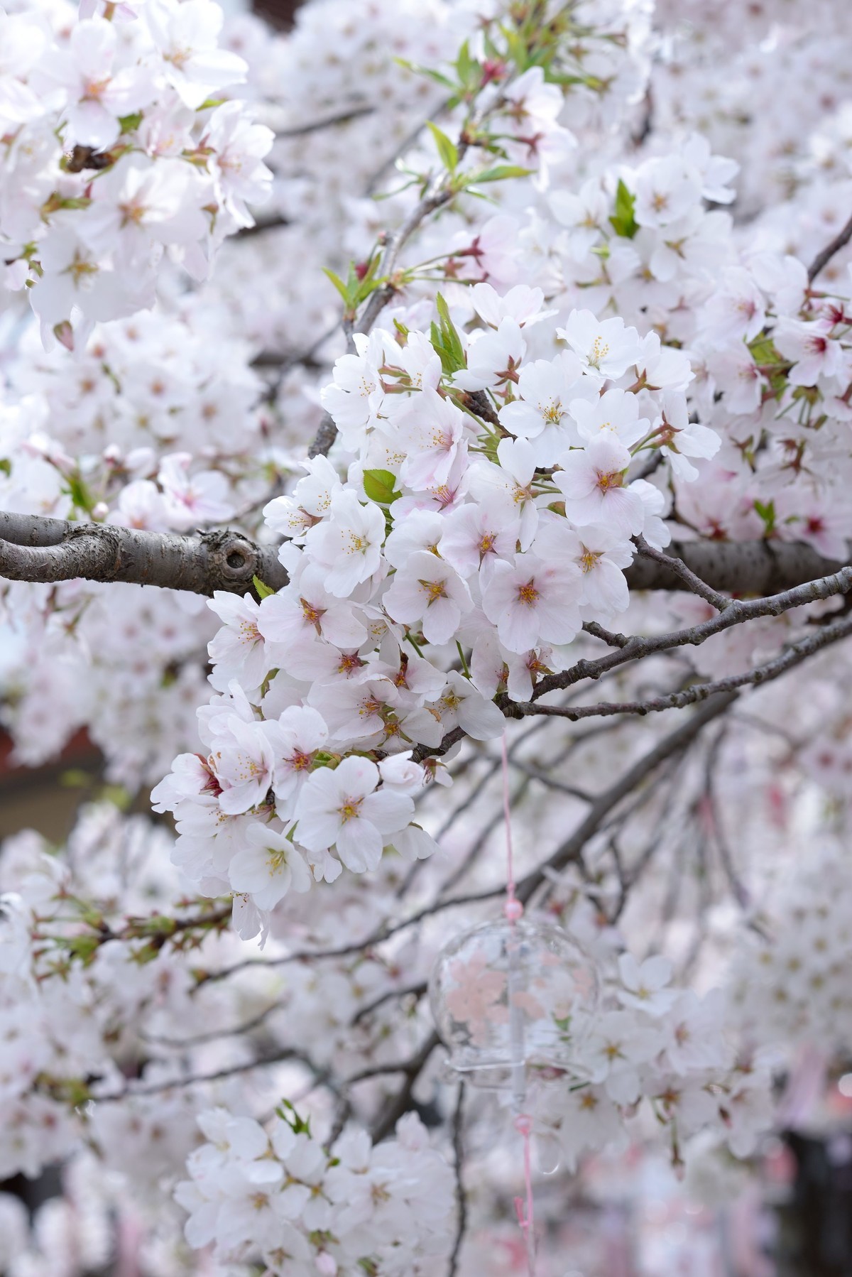 鼋头渚垂丝海棠