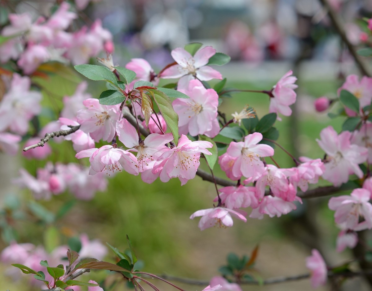 鼋头渚垂丝海棠