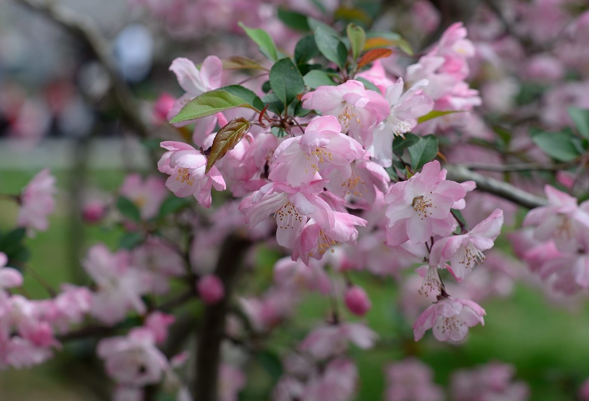 鼋头渚垂丝海棠