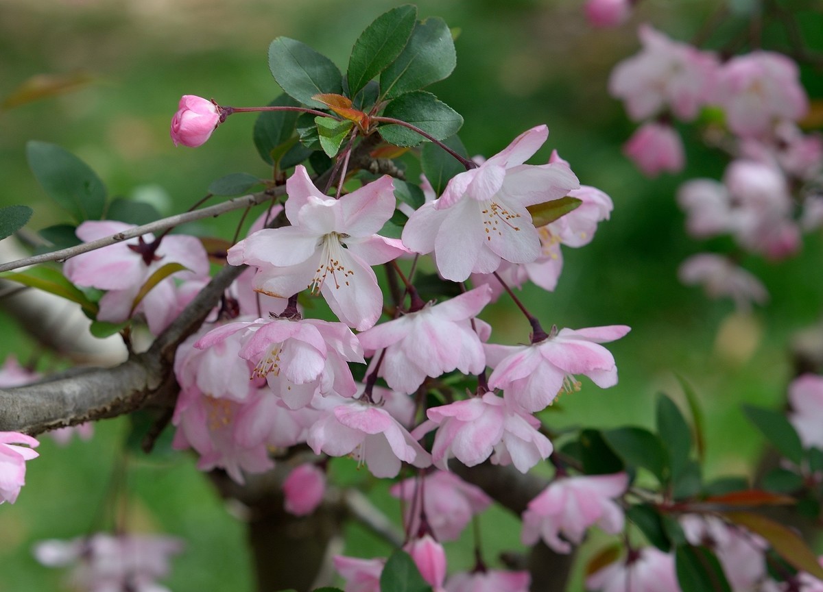 鼋头渚垂丝海棠
