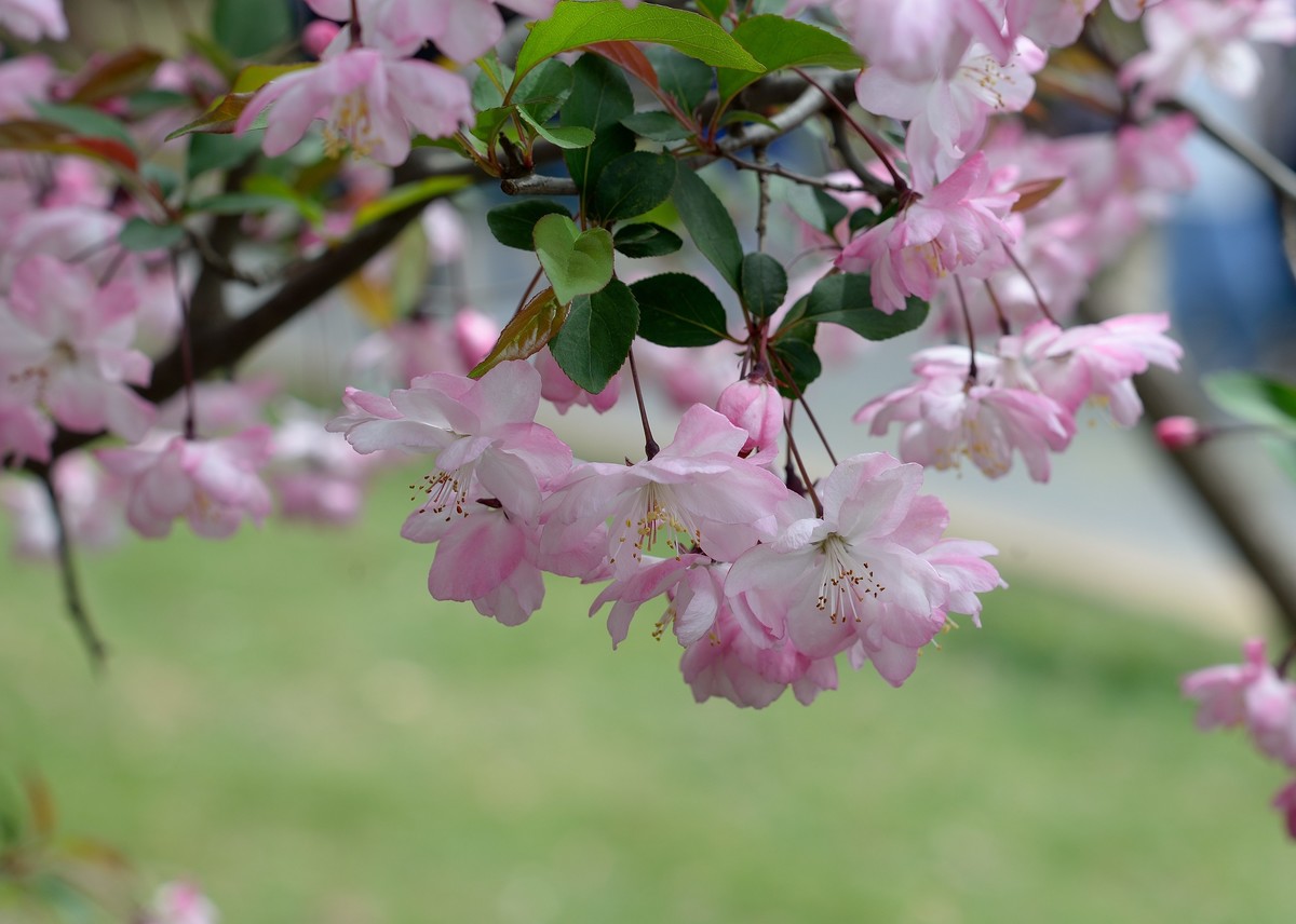 鼋头渚垂丝海棠