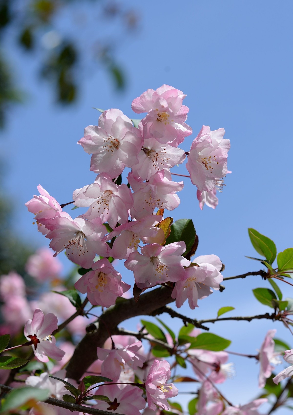 鼋头渚垂丝海棠