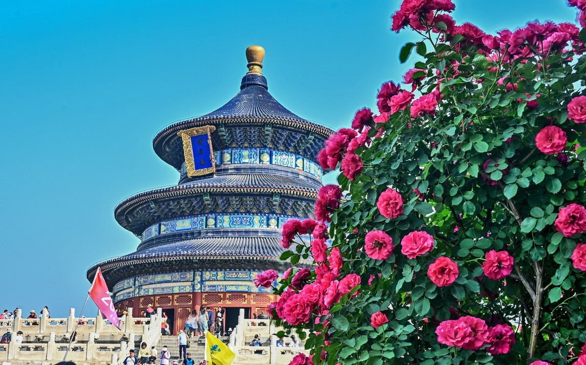 月季花开月月红