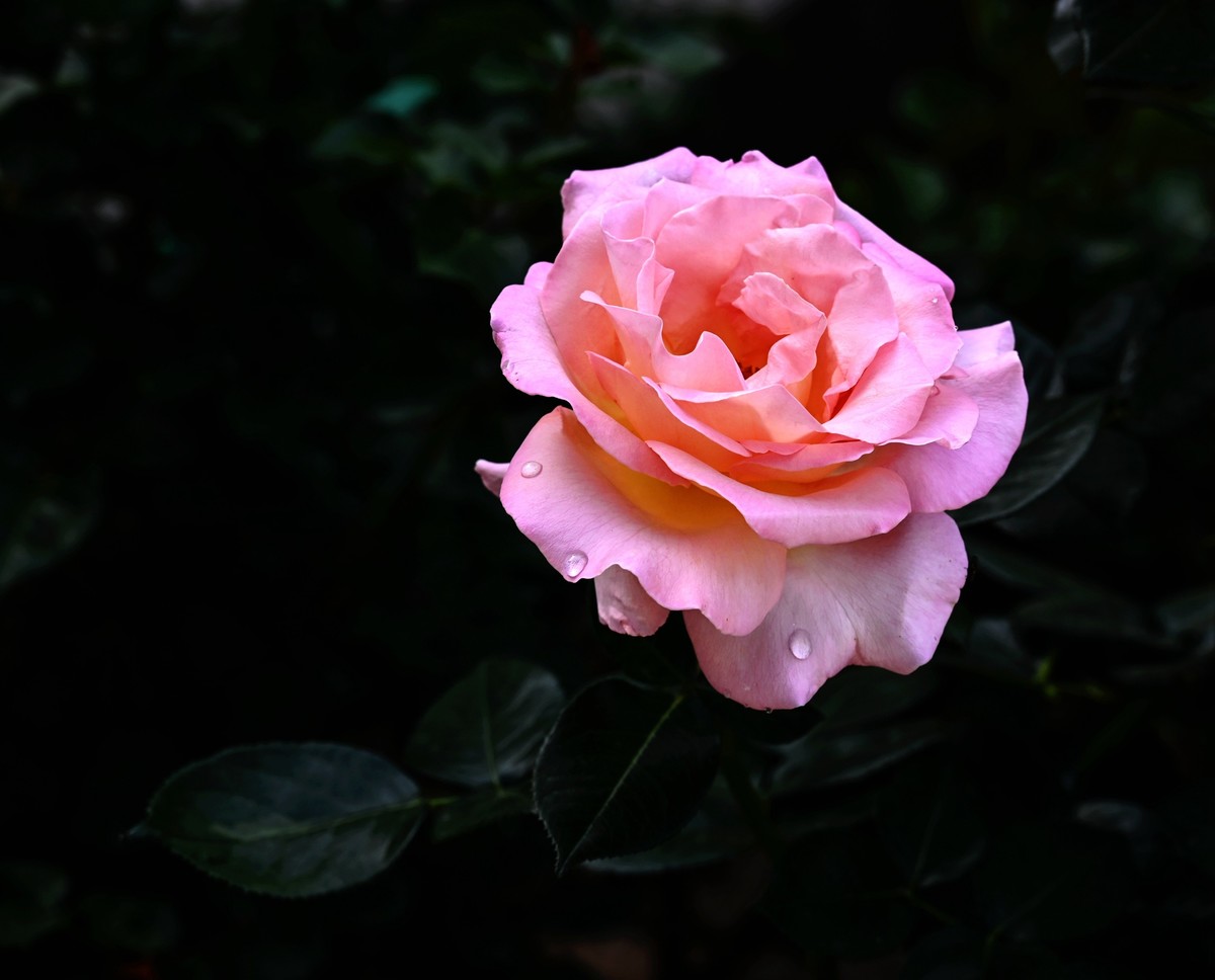 月季花开月月红