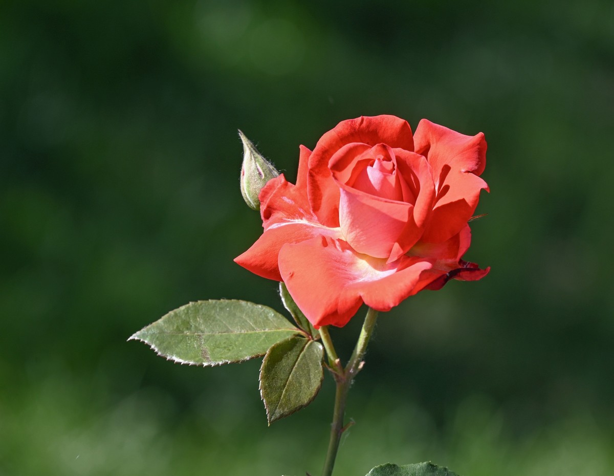 月季花开月月红