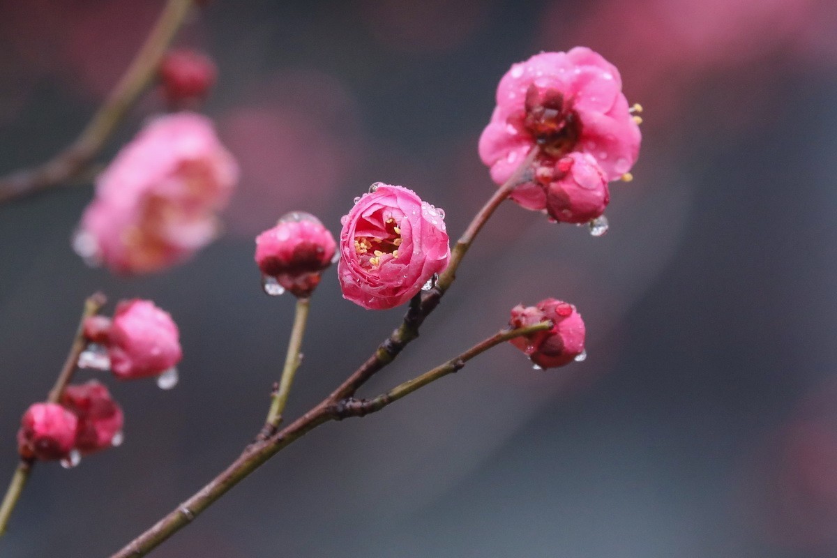 红梅初开1