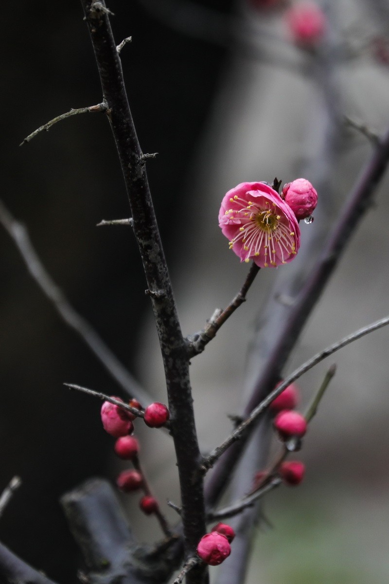 红梅初开1