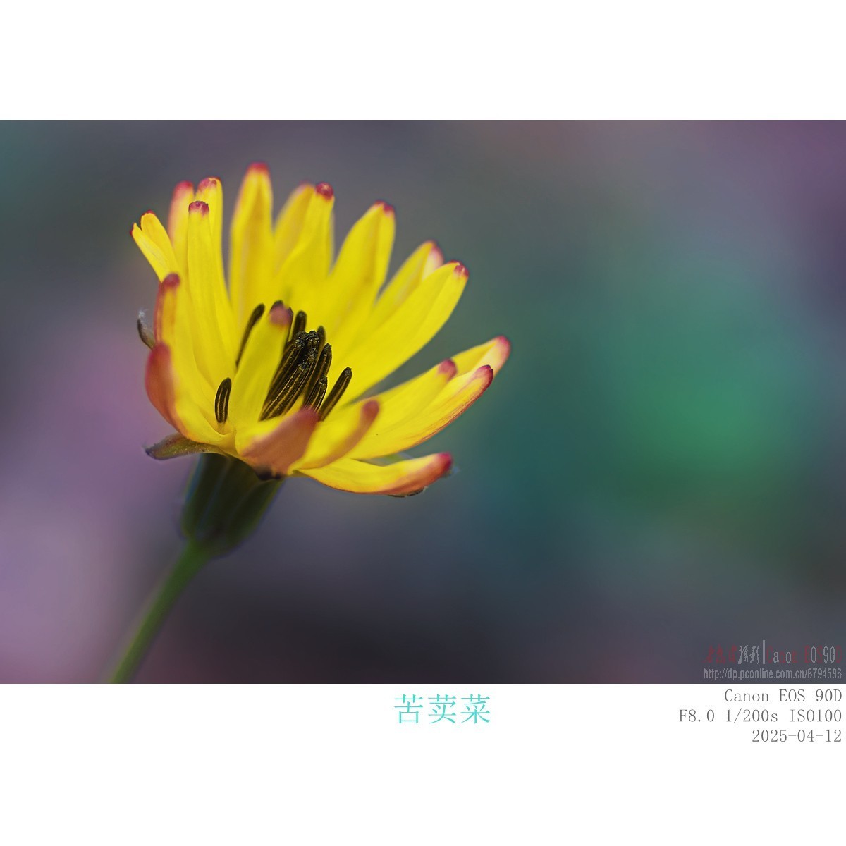野花野菜