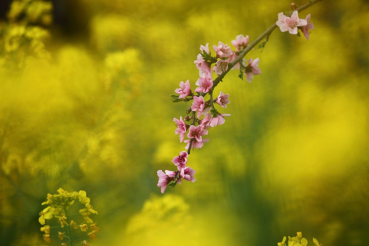 花影2