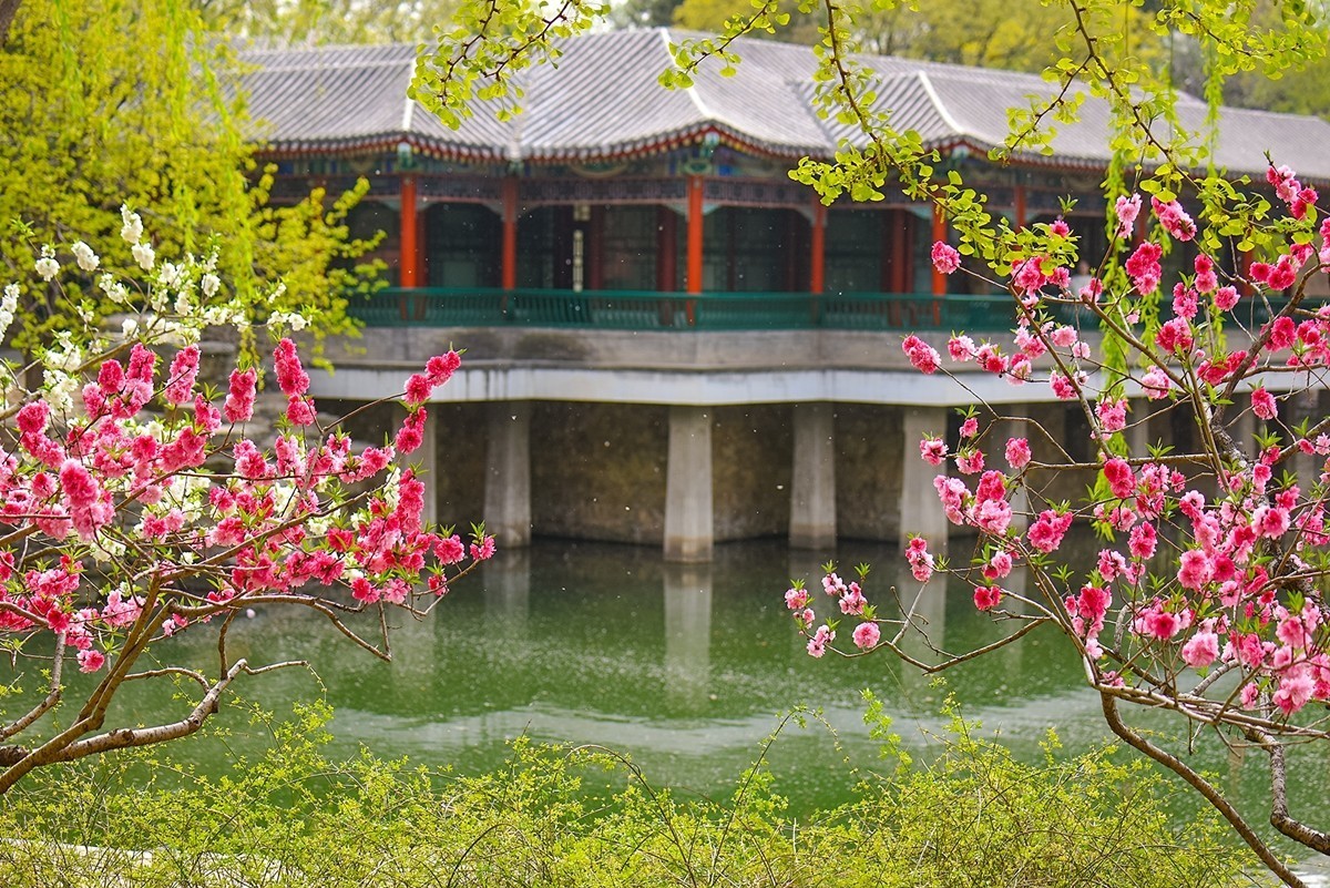 2025年第0242贴-中山公园春花纪实（0412）