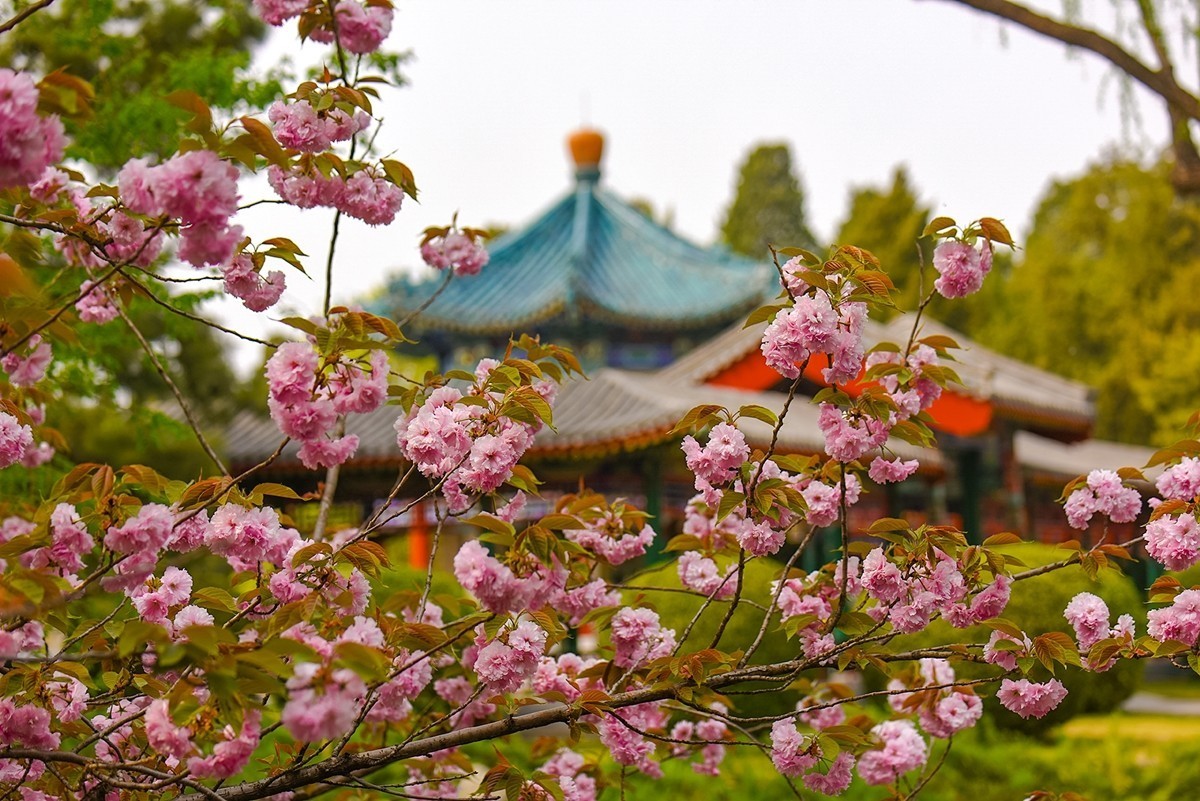 2025年第0242贴-中山公园春花纪实（0412）