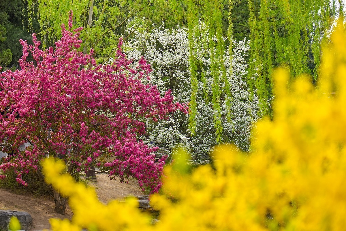 2025年第0242贴-中山公园春花纪实（0412）