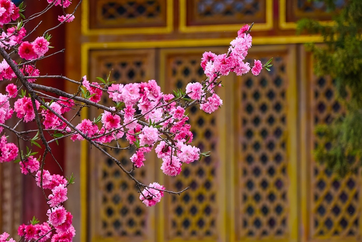 2025年第0242贴-中山公园春花纪实（0412）