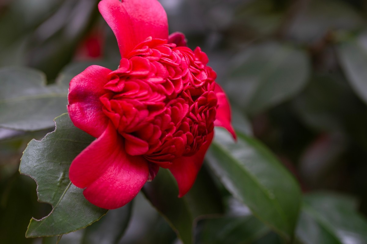 似缎如绸山茶花开